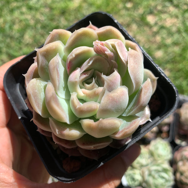 Echeveria Elegans Tide Moon 汐月月影 - Succulents Delight 2022 New Hybrid