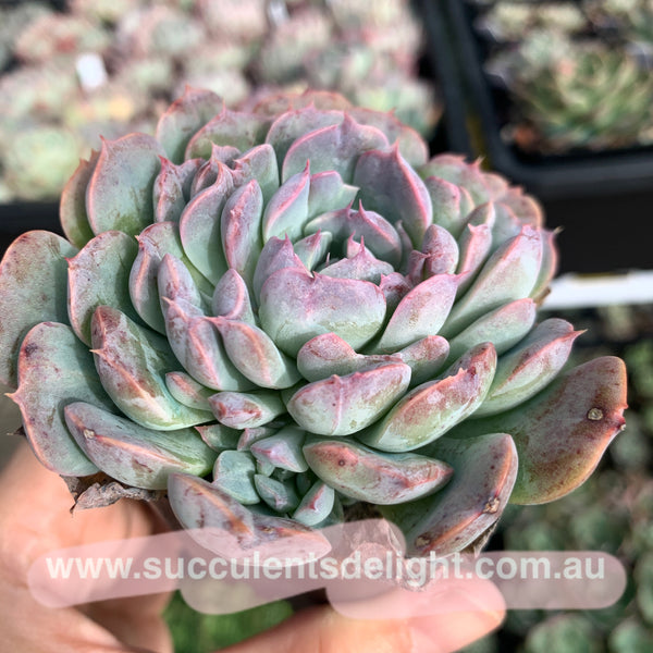 Echeveria Tuxpan Pinwheel X Alba Mini Mutation 纸风车美妮变异