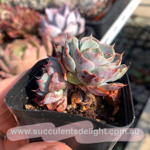 Echeveria Polka 波尔卡