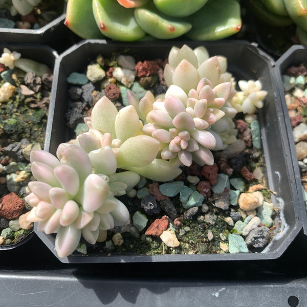 Graptopetalum mirinae variegata 姬秋丽锦