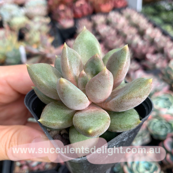 Pachyveria Rough