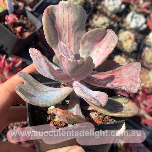 Echeveria Jocelyn‘s Joy variegated 乔斯林的喜悦
