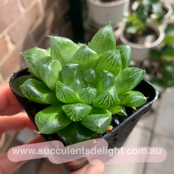 Haworthia Cooperi sp Suzhou cluster (no variegation) 苏州玉露锦（退锦）