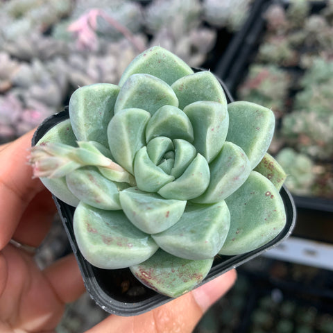 Echeveria Albicans 厚叶月影