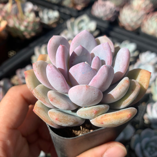 Echeveria Snow Angel 雪天使