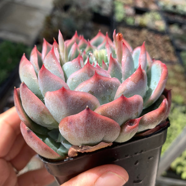 Echeveria Moon Peach 月桃