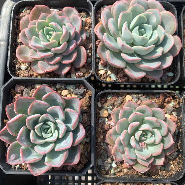 Echeveria Tears of Beauty 美人泪