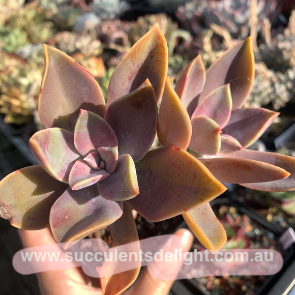 Graptoveria Fred Ives