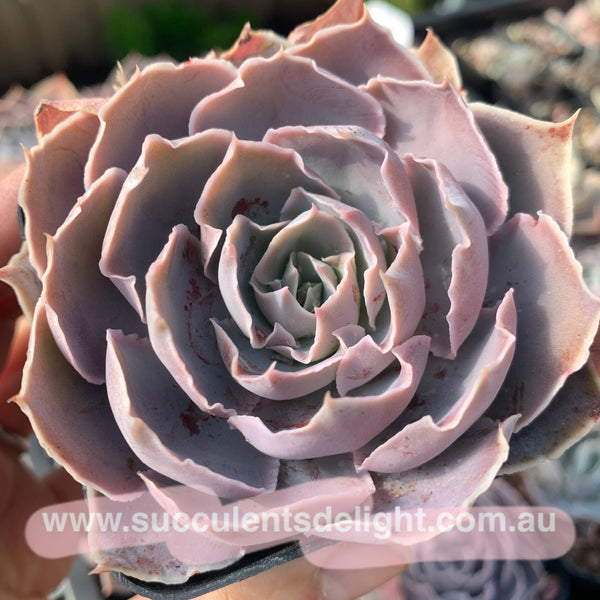 Echeveria Purple Naruto 紫火影