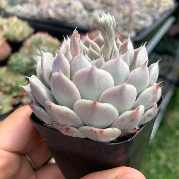 Echeveria Yulania Queen 白玉兰女王