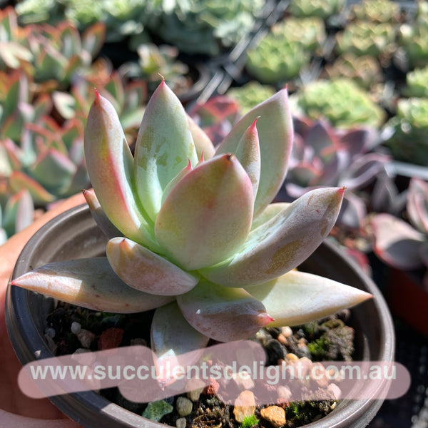 Echeveria Mexican Giant 墨西哥巨人