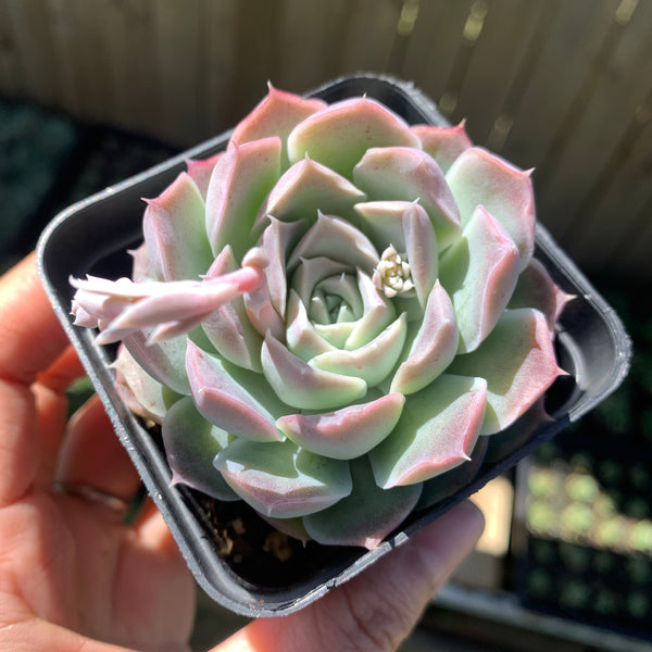 Echeveria Rose Moon 沁心