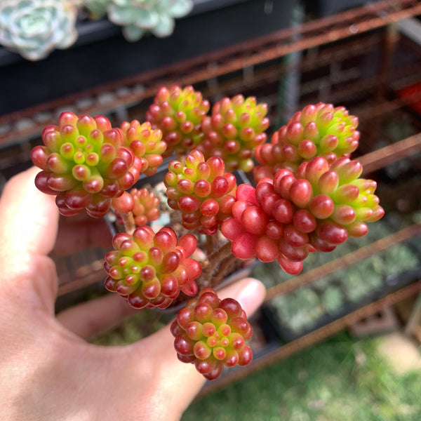 3x cuttings Sedum rubrotinctum Redberry 红色浆果砍头