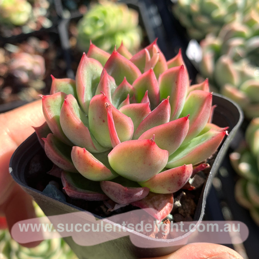 succulent fire and ice Echeveria Fire and Ice 冰与火– Succulents Delight