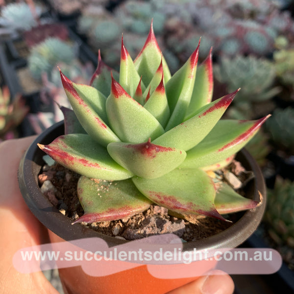 Echeveria Agavoides Red Line 红弦东云