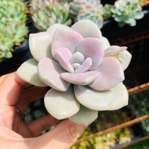 Graptopetalum Roma 三色诺玛