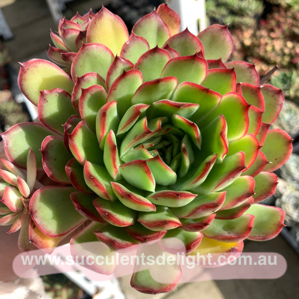 Echeveria Lingzhi 灵芝