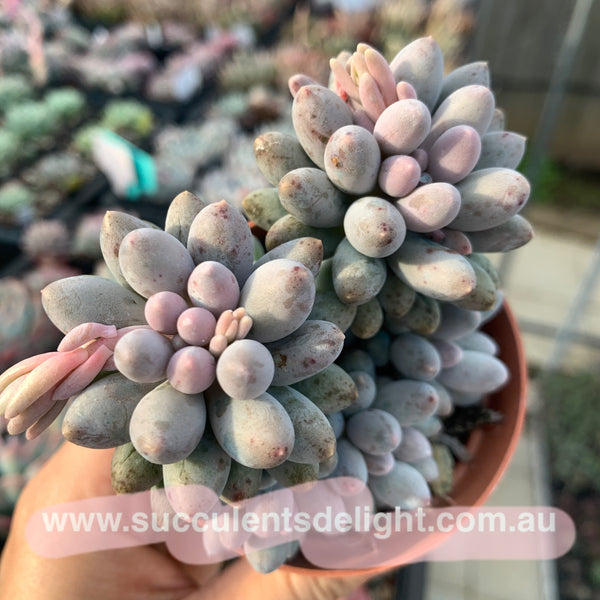 Pachyphytum Machucae aka Baby finger 婴儿手指