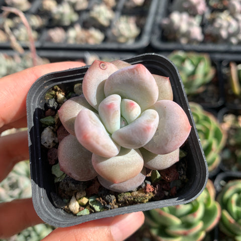 Pachyveria Frevel x Echeveria Lauii 香水雪莲