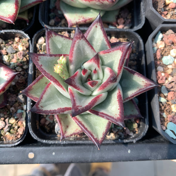 Echeveria Agavoides Ebony (seed grown) 实生乌木