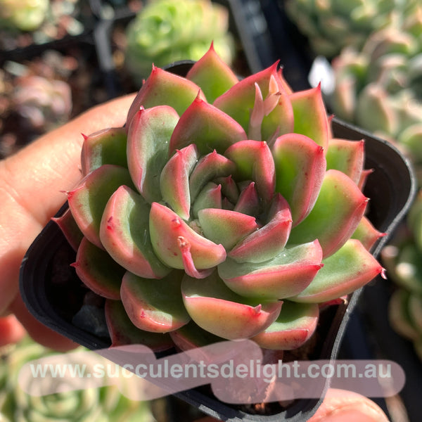 Echeveria Fire and Ice 冰与火