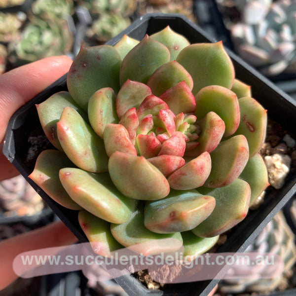Echeveria Lollipop 棒棒糖（糖心）Succulents Delight New Hybrid