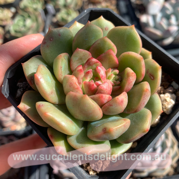 Echeveria Lollipop 棒棒糖（糖心）Succulents Delight 2022 New Hybrid