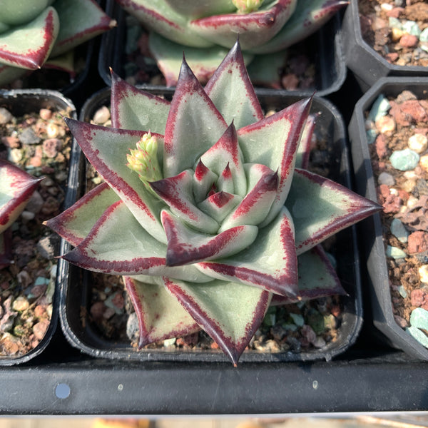 Echeveria Agavoides Ebony (seed grown) 实生乌木