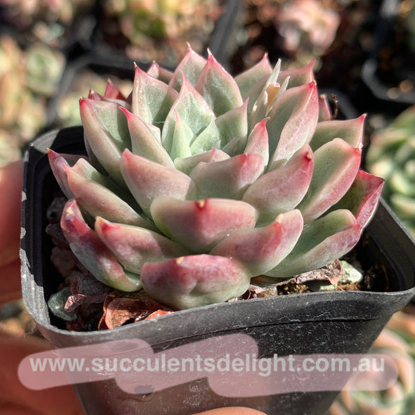 Echeveria Soul Light (with pattern lines) 灵光 （暗纹系）- Succulents Delight 2022 New Hybrid