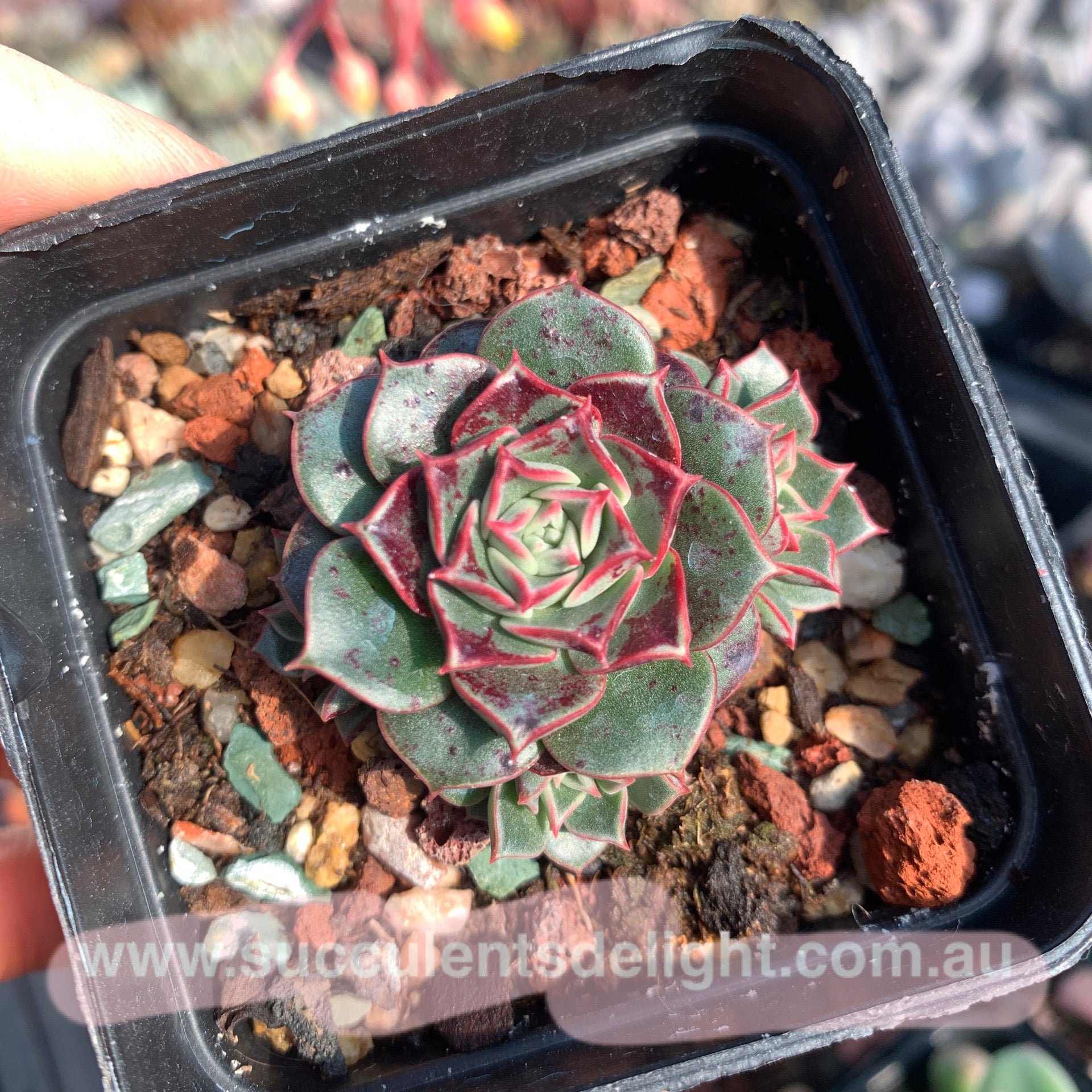 Echeveria Halo 光晕