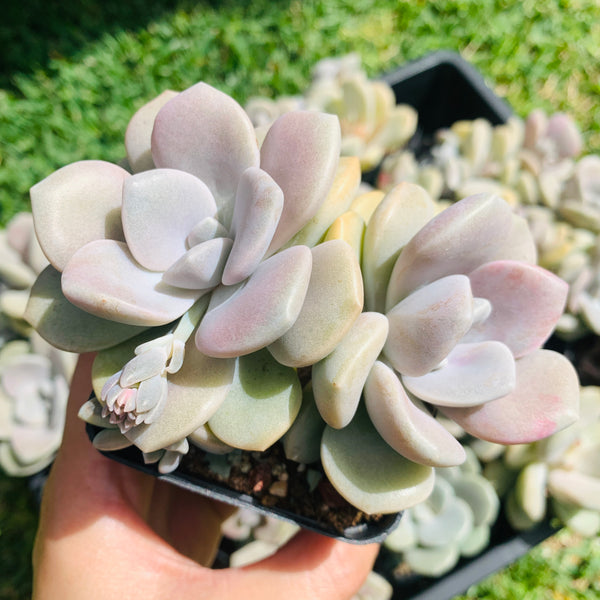 Graptopetalum Roma 三色诺玛