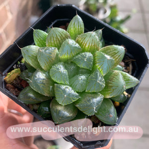 Haworthia Cooperi sp red silk 红丝姬玉露