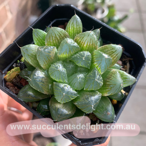 Haworthia Cooperi sp red silk 红丝姬玉露