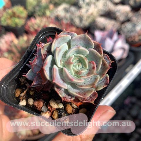 Echeveria Polka 波尔卡