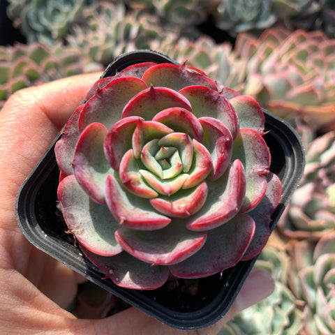 Echeveria Purple Rain (raindrop hybrid) 紫雨(雨滴杂）