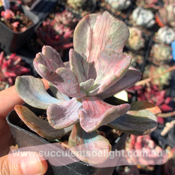 Echeveria Jocelyn‘s Joy variegated 乔斯林的喜悦