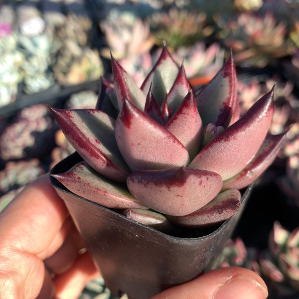 Echeveria Agavoides Love Story 爱情故事