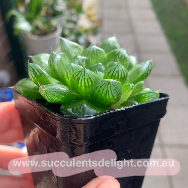 Haworthia Cooperi sp Suzhou cluster (no variegation) 苏州玉露锦（退锦）