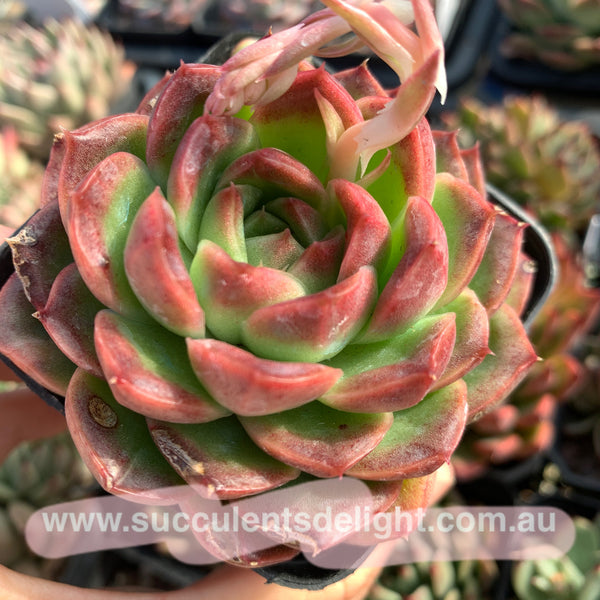 Echeveria Alba Jelly 阿尔巴果冻