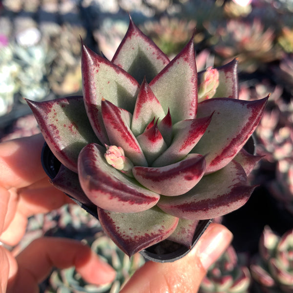 Echeveria Agavoides Love Story 爱情故事