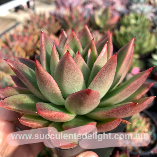 Echeveria Agavoides Red Wax 红蜡东云