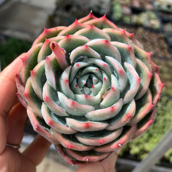 Echeveria Moon Peach 月桃