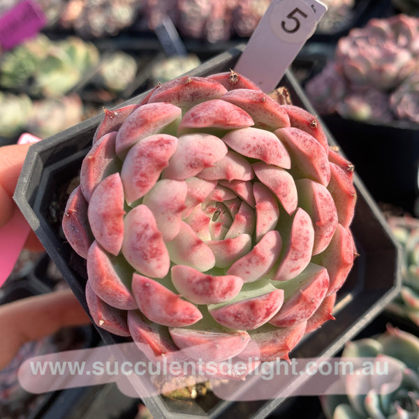 Echeveria Tuxpan Pinwheel x Alba Mini 纸风车美妮