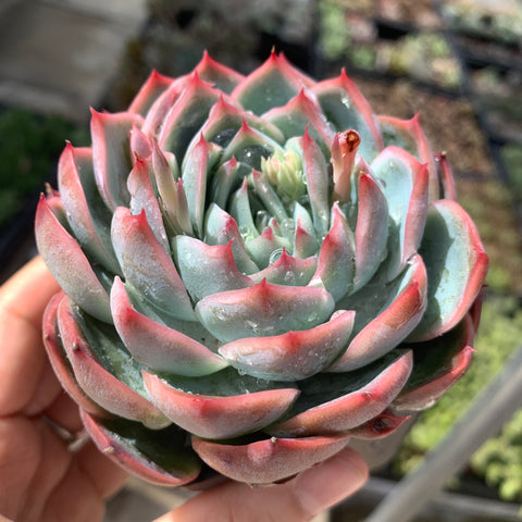 Echeveria Moon Peach 月桃