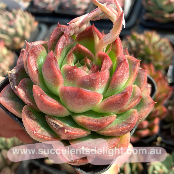 Echeveria Alba Jelly 阿尔巴果冻