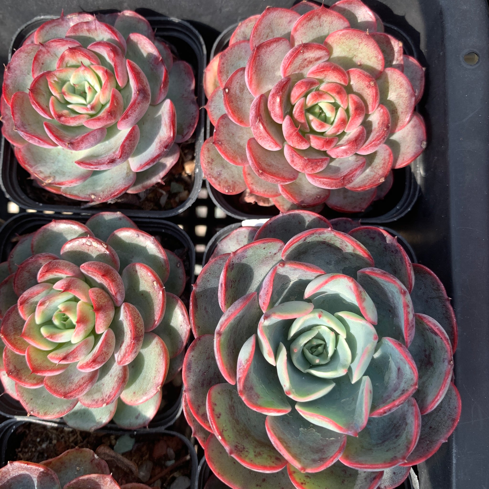 Echeveria Purple Rain (raindrop hybrid) 紫雨(雨滴杂）