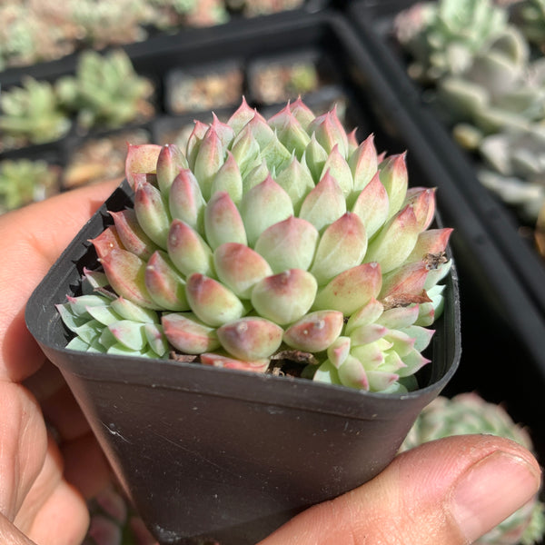 Echeveria Alba Neon 阿尔巴小霓虹