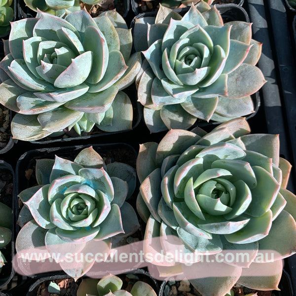 Sedum suaveolens aka Sedeveria blue lotus 木樨甜心