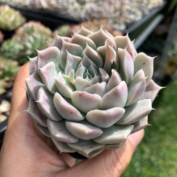 Echeveria Yulania Queen 白玉兰女王