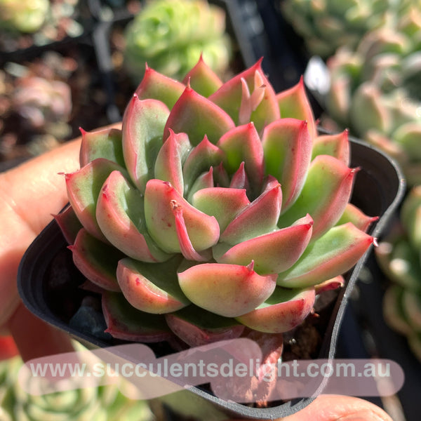 Echeveria Fire and Ice 冰与火